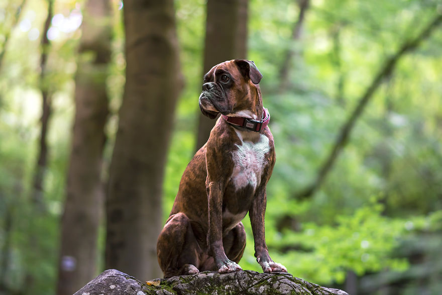 My Boxer Strawberry Has The Funniest Expressions