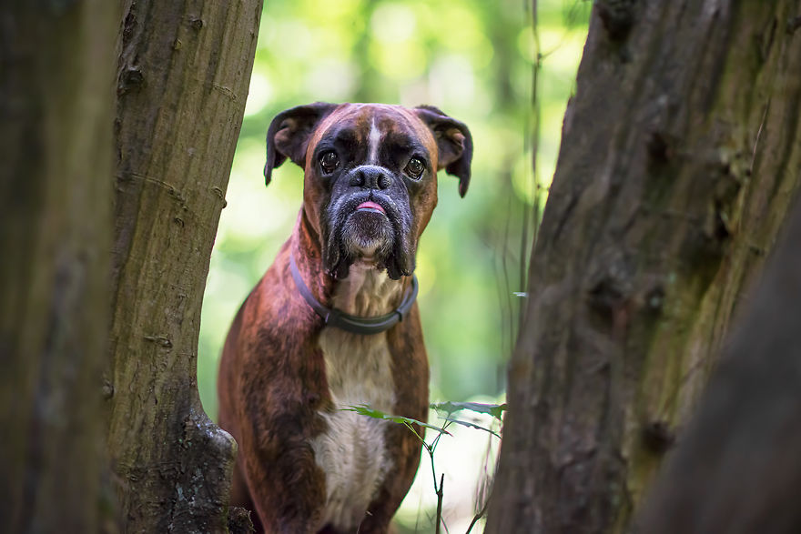 My Boxer Strawberry Has The Funniest Expressions