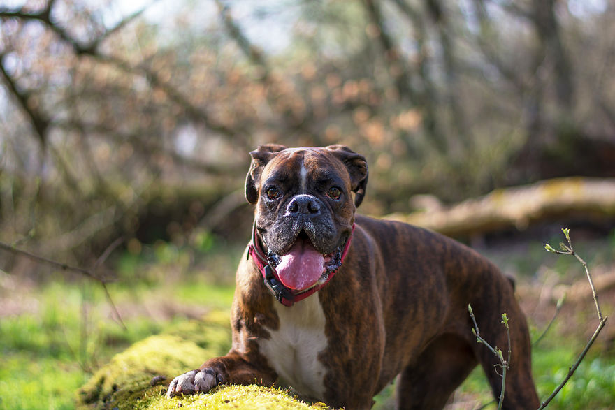 My Boxer Strawberry Has The Funniest Expressions