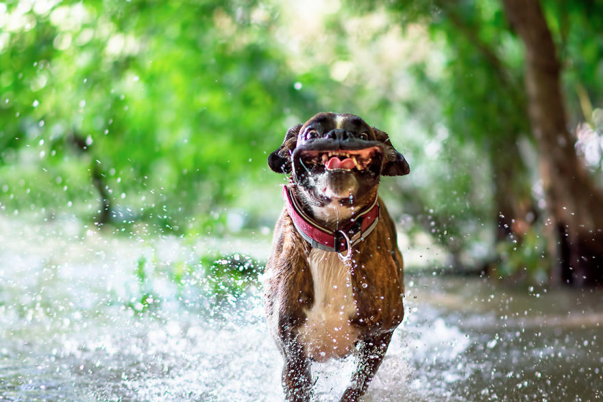 My Boxer Strawberry Has The Funniest Expressions