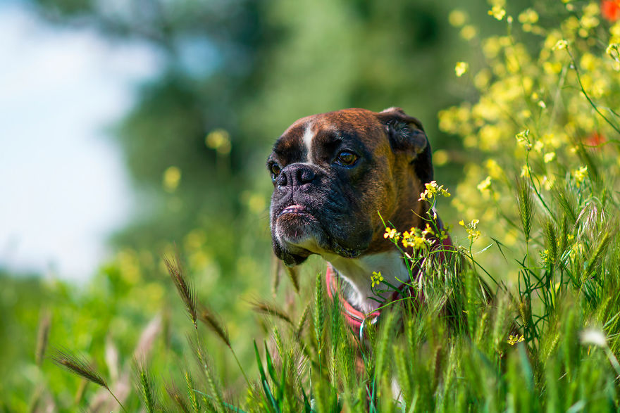 My Boxer Strawberry Has The Funniest Expressions