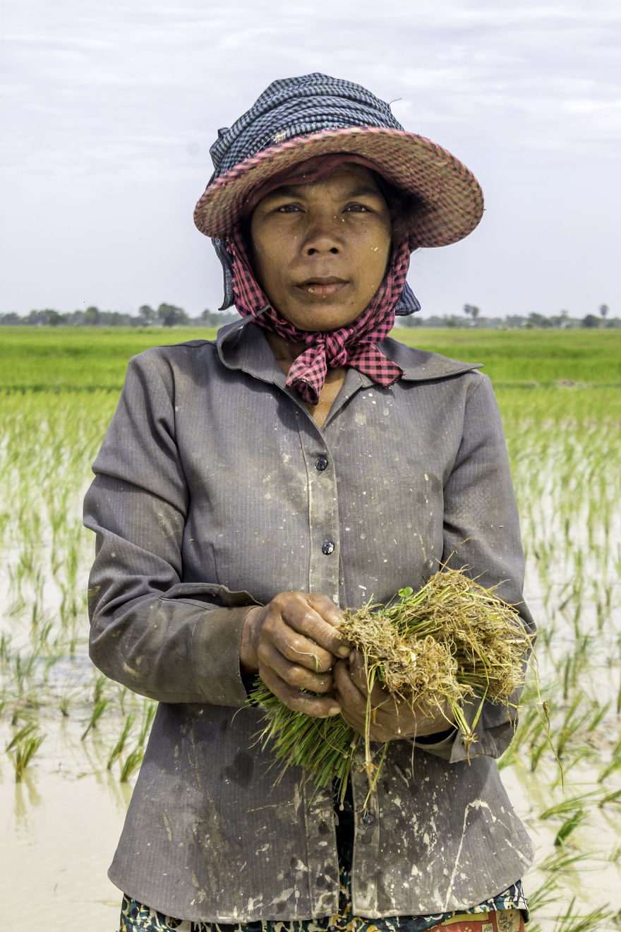 Agriculture Is The Ancient Culture Of Cambodia Agriculture Is The Ancient Culture Of Cambodia