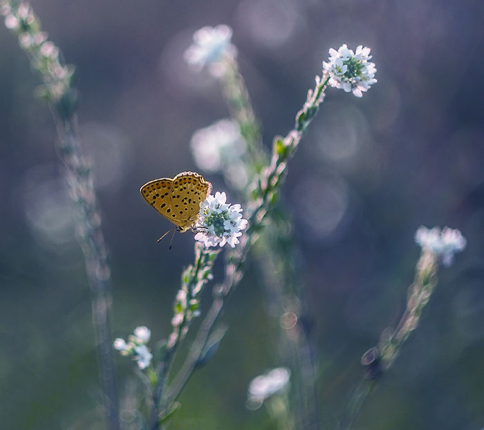 I Photograph The Beautiful Nature Of Poland I Photograph The Beautiful Nature Of Poland