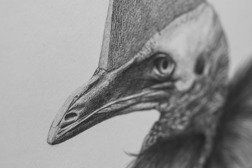 I Drew Some Distorted Animal Portraits