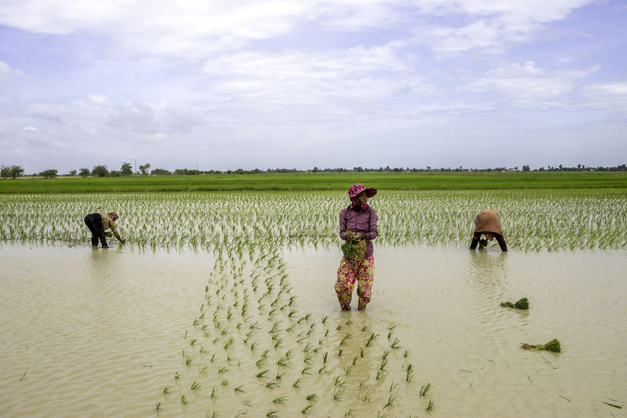 Agriculture Is The Ancient Culture Of Cambodia Agriculture Is The Ancient Culture Of Cambodia
