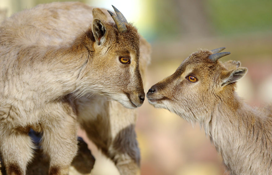 I Made This Photos To Show Everyone That Sometimes Animals Are More Loving Than We Are