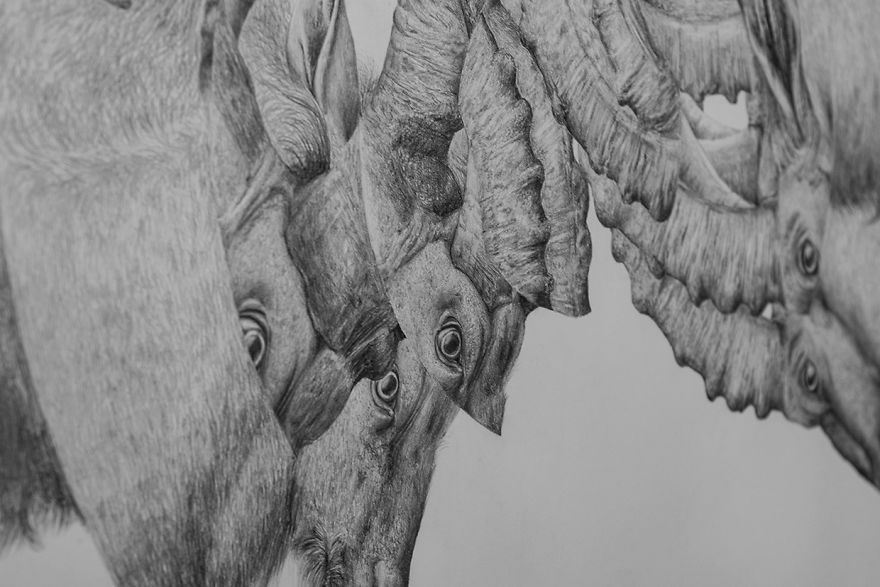 I Drew Some Distorted Animal Portraits