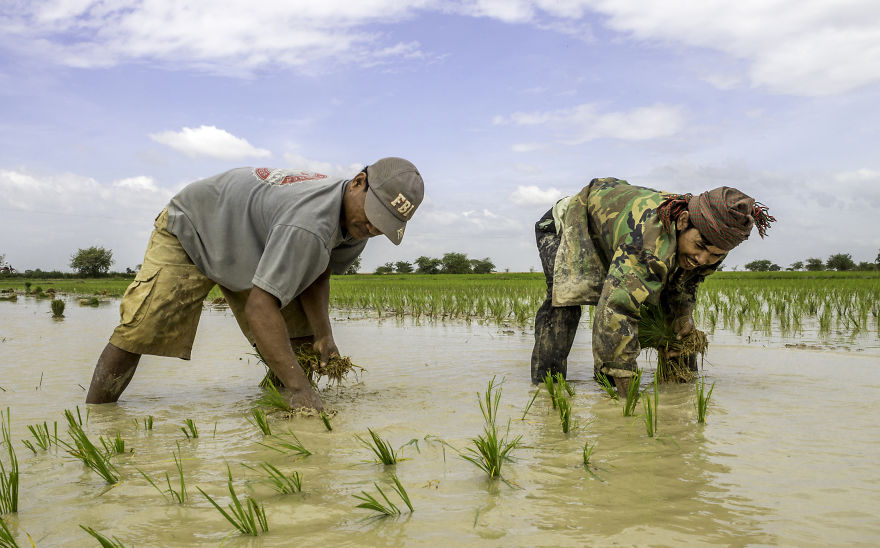 Agriculture Is The Ancient Culture Of Cambodia Agriculture Is The Ancient Culture Of Cambodia