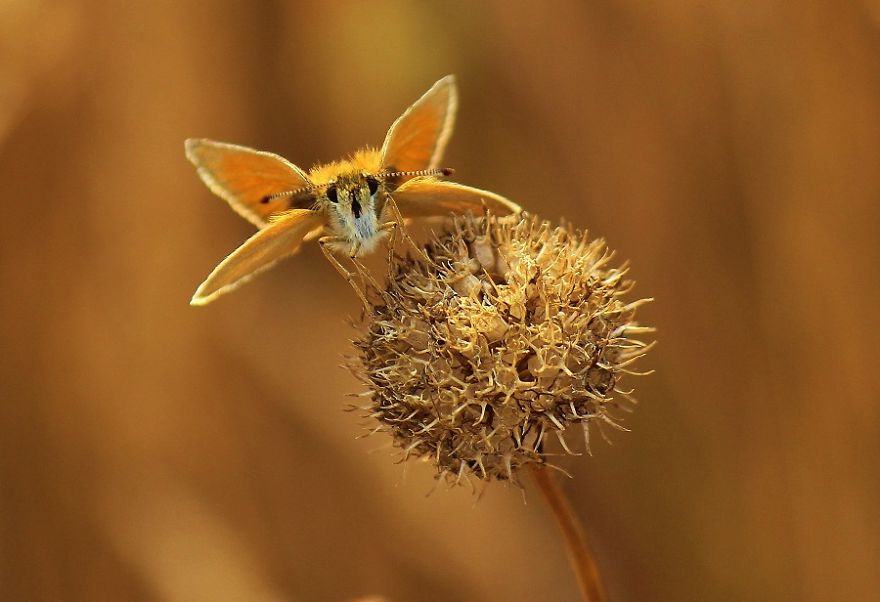 I Photograph Butterflies Of Poland I Photograph Butterflies Of Poland