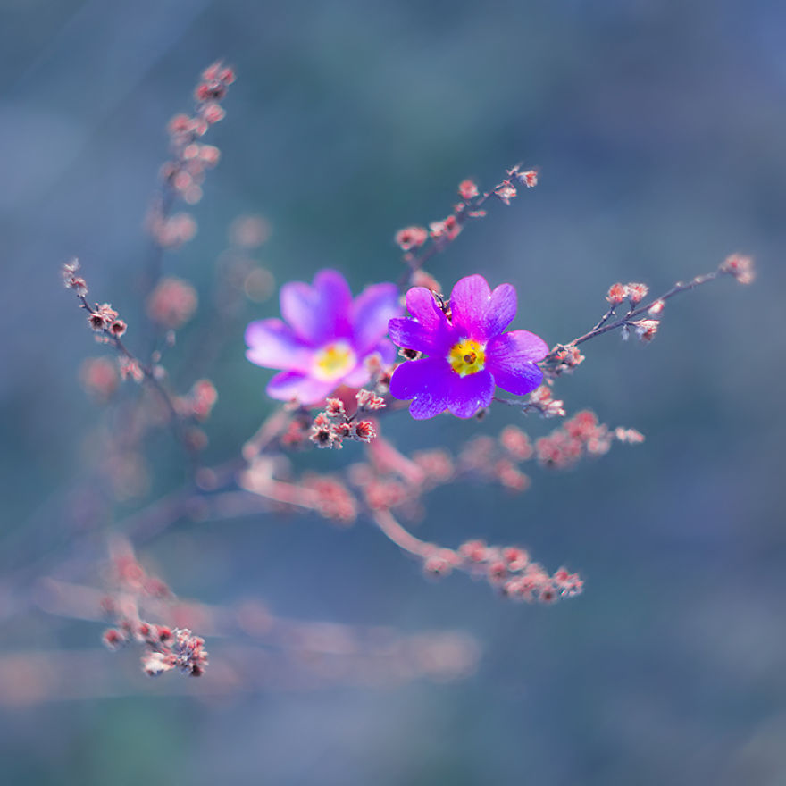 I Photographed Flowers Blooming In Poland