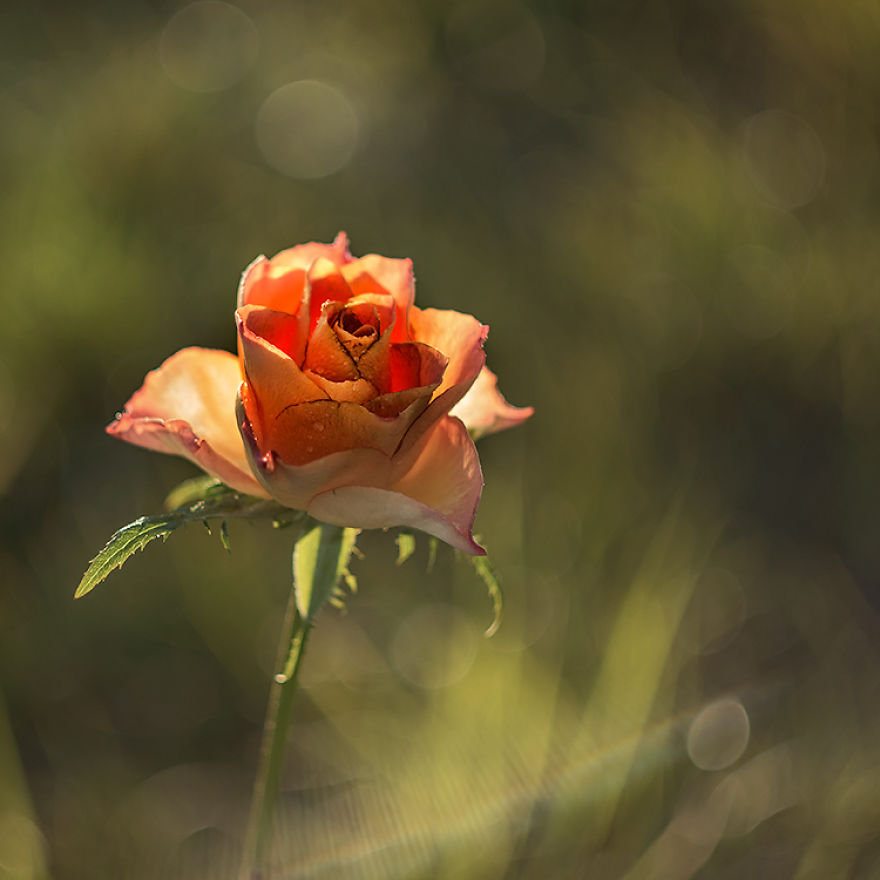 I Photographed Flowers Blooming In Poland