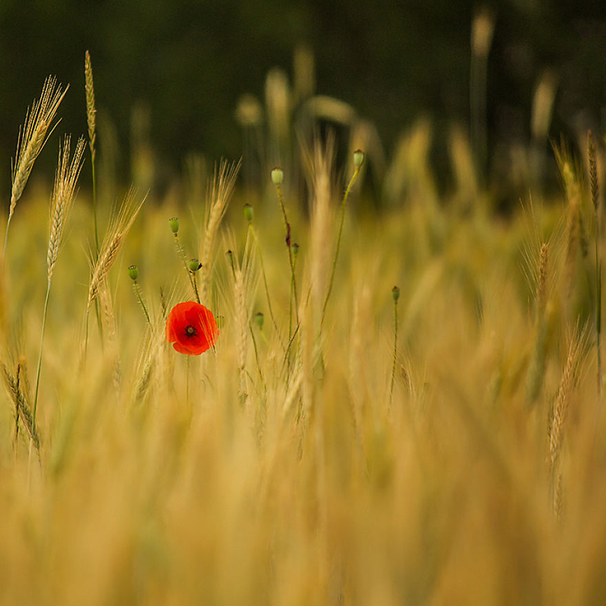 I Photographed Flowers Blooming In Poland