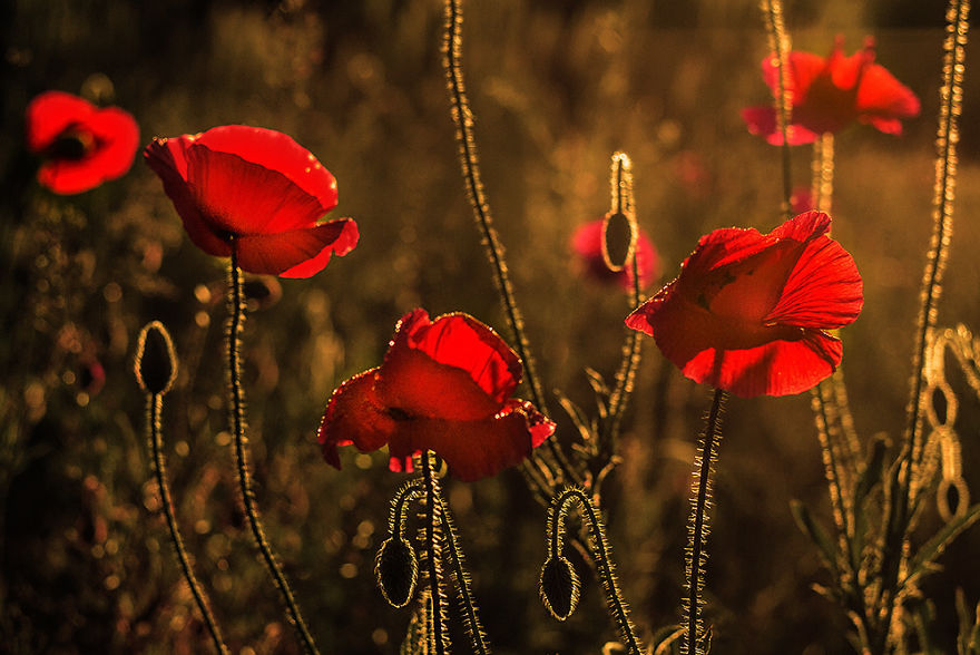 I Photographed Flowers Blooming In Poland