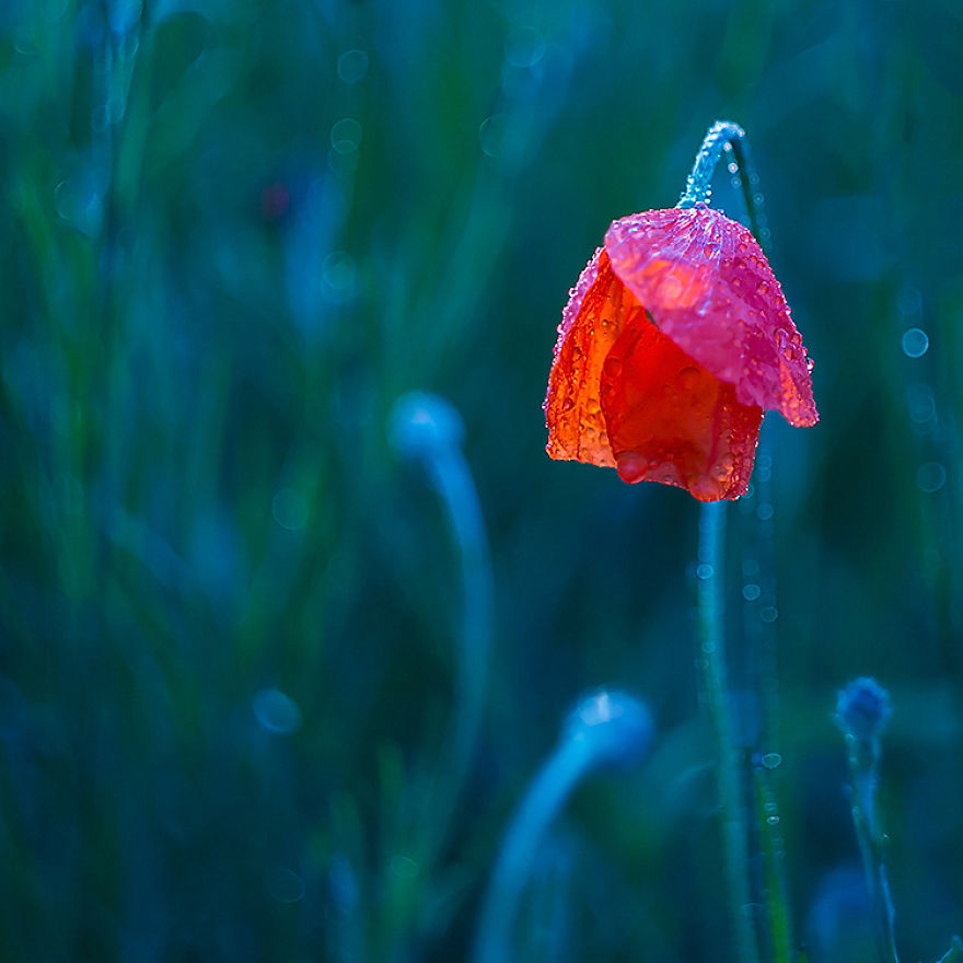 I Photographed Flowers Blooming In Poland