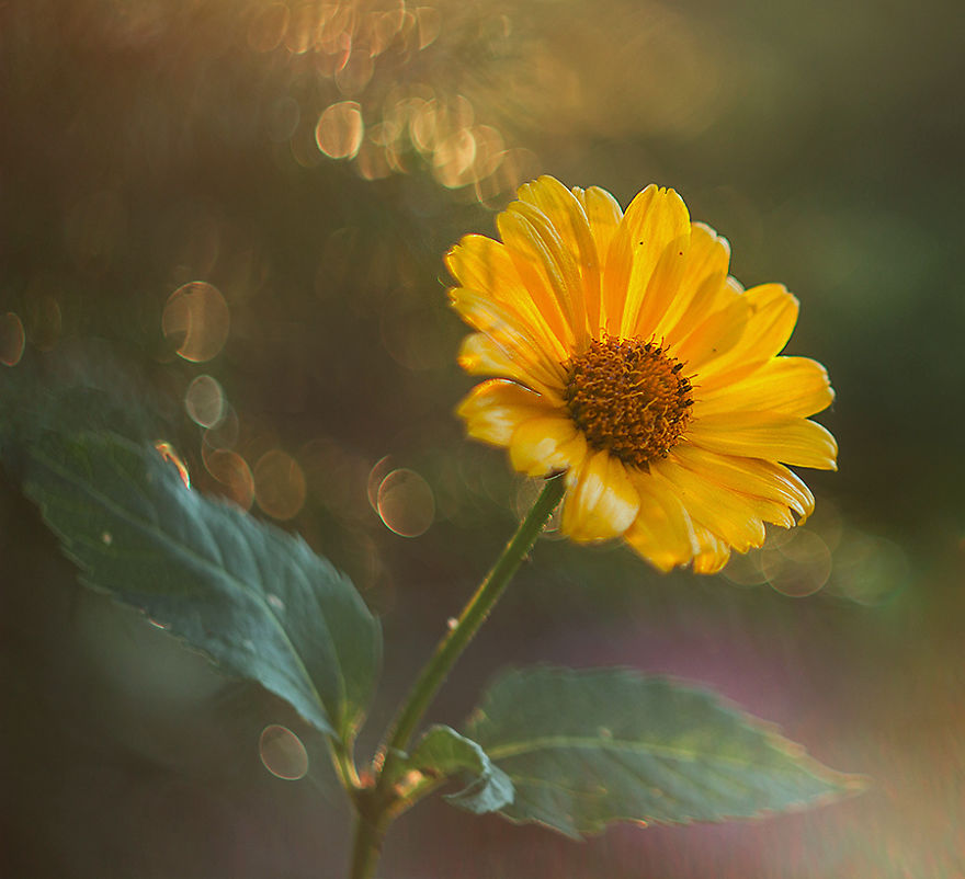 I Photographed Flowers Blooming In Poland