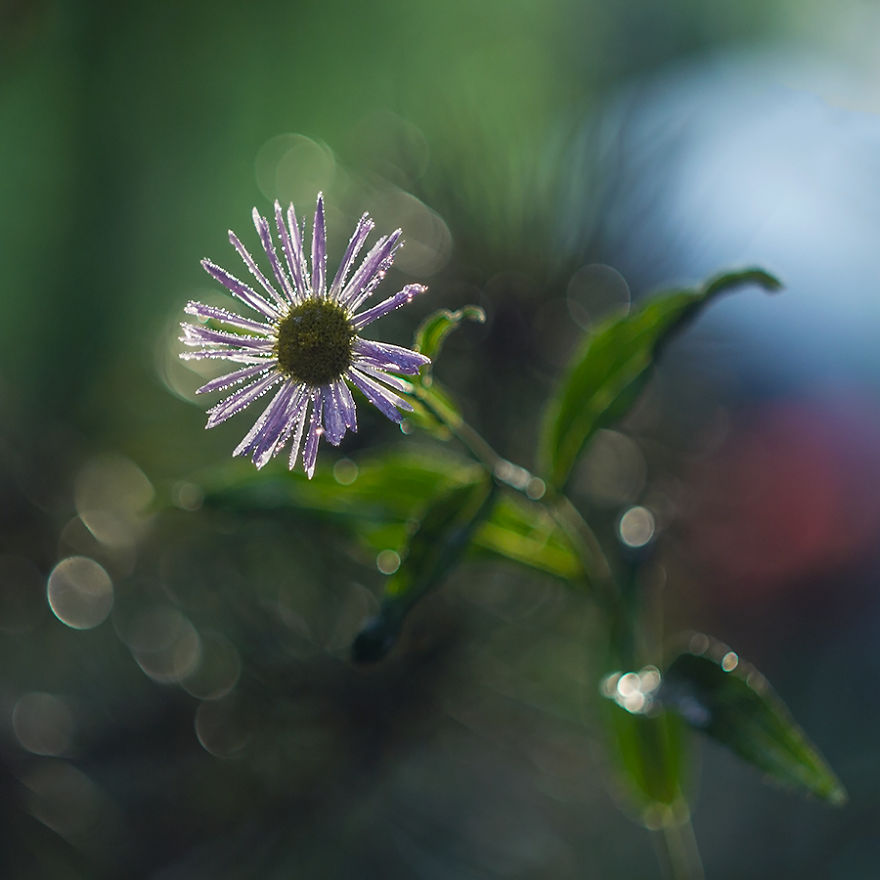 I Photographed Flowers Blooming In Poland