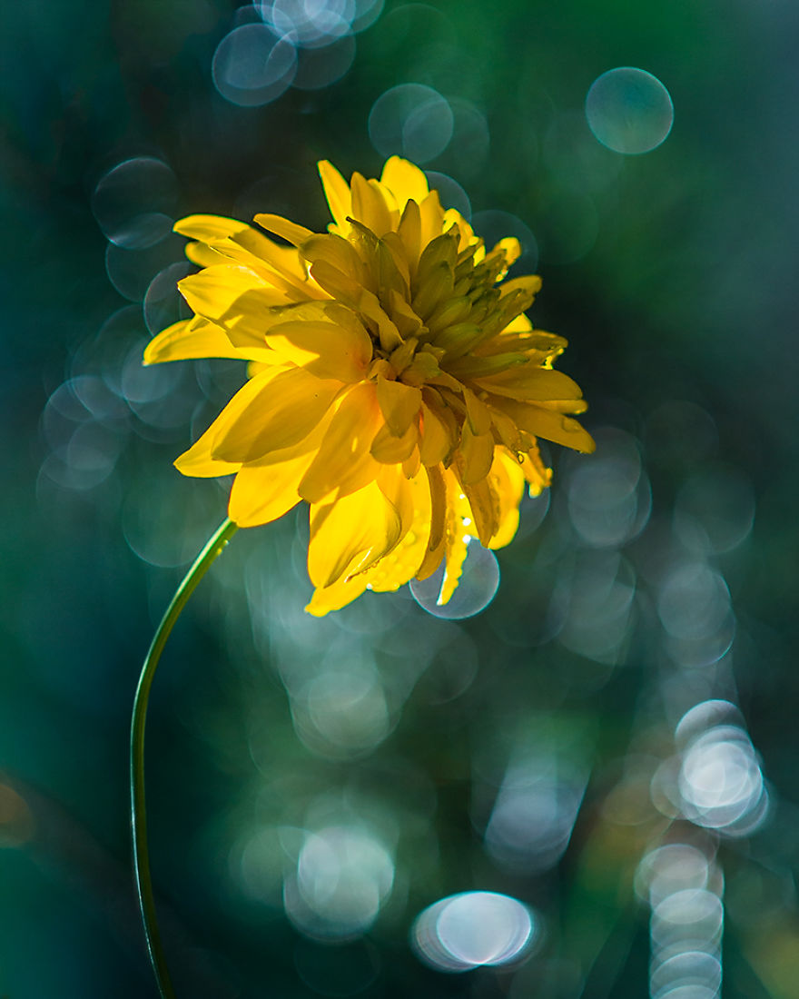 I Photographed Flowers Blooming In Poland