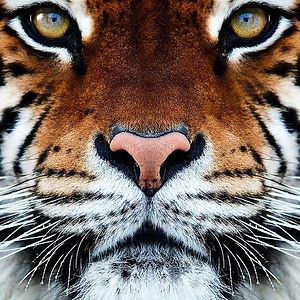 belle_vedere_144 avatar