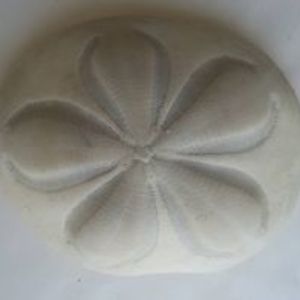 patricia_serna avatar