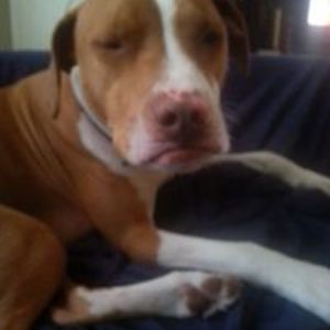 teachfightlove avatar