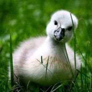 christeashley avatar