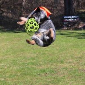 trish_councell avatar