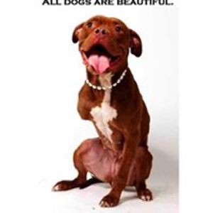 cor_deboosere avatar