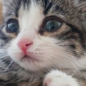 enmutluaysecan avatar