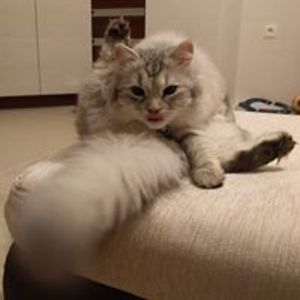 tsveta_koleva avatar