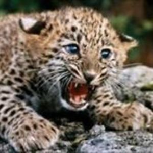 leopardcub10 avatar