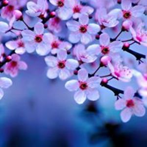 tracey_maccorkindale avatar