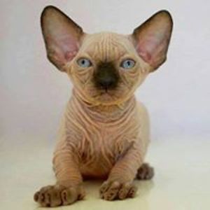 alexandrurosu57 avatar