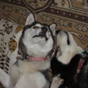 cobwebcorners avatar