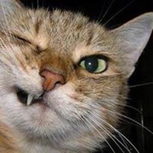 kittymeowsolways avatar