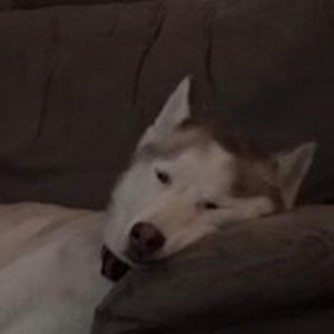 addisonblocker2011 avatar