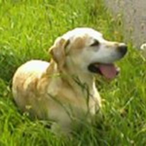 laura_devisscher avatar