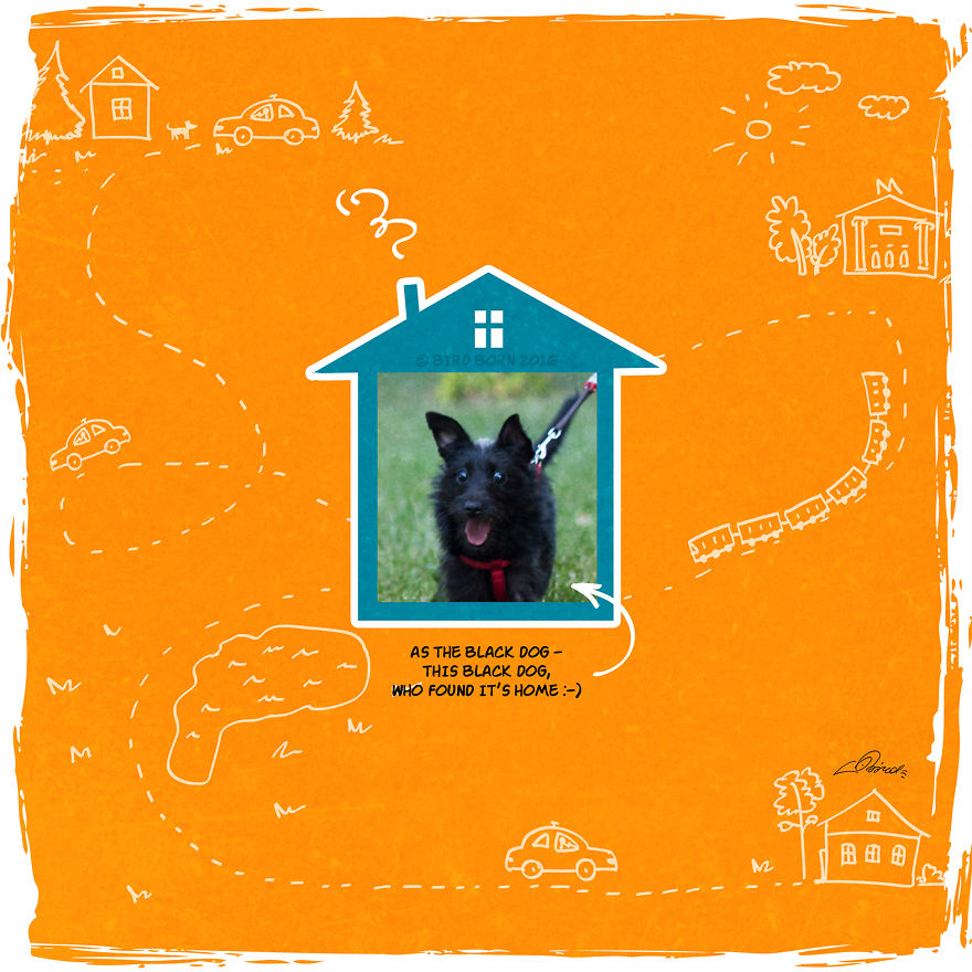 We’ve Taken A Dog From An Animal Shelter (Personal Experience) We’ve Taken A Dog From An Animal Shelter (Personal Experience)