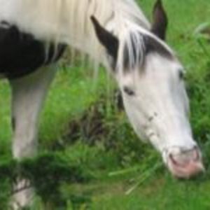 hobb_e_horse avatar