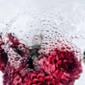 abigailfalcon avatar