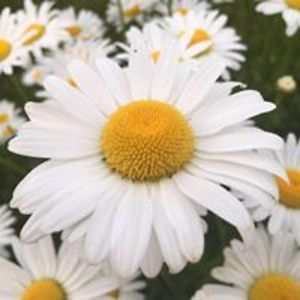 tranlucynguyen avatar