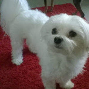 pkmntrainerbini avatar