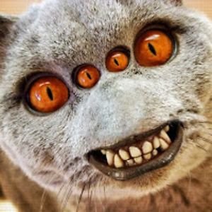 davedodgymerchantthompson avatar