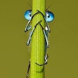 josip_loncaric avatar