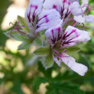 constanzaoyarce avatar