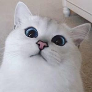 radoslava_petrakieva avatar