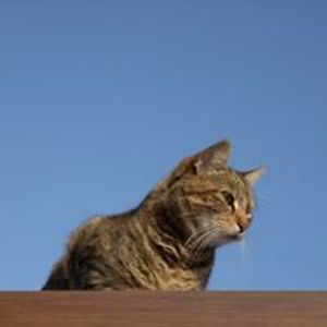 andreaconsole avatar