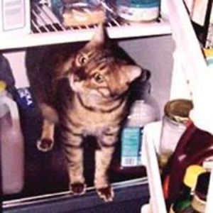 cindy_ellegood avatar