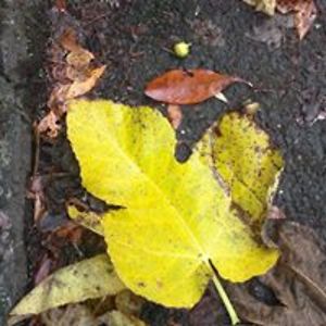 setarehmazaheri avatar