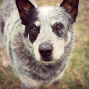 harmonyhillsfarm avatar