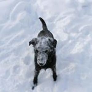 iwantmyhouseback avatar